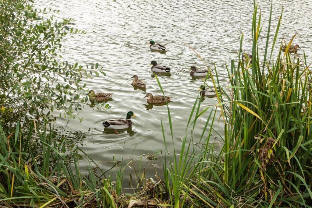 סאות' סרני Mallard Lake מראה חיצוני תמונה